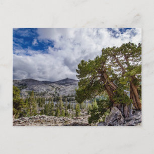 Sierra Juniper and Evergreen Trees Briefkaart