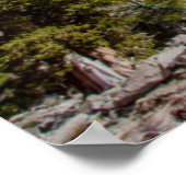 Sierra Juniper and Evergreen Trees Poster (Hoek)