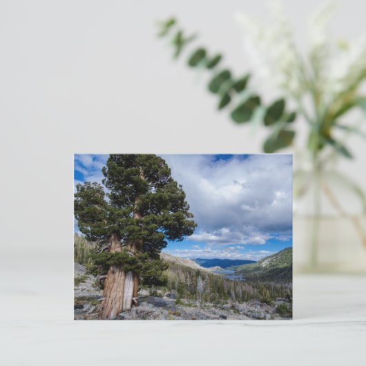 Sierra Juniper en Evergreen Trees 2 Briefkaart (Staand voorkant)