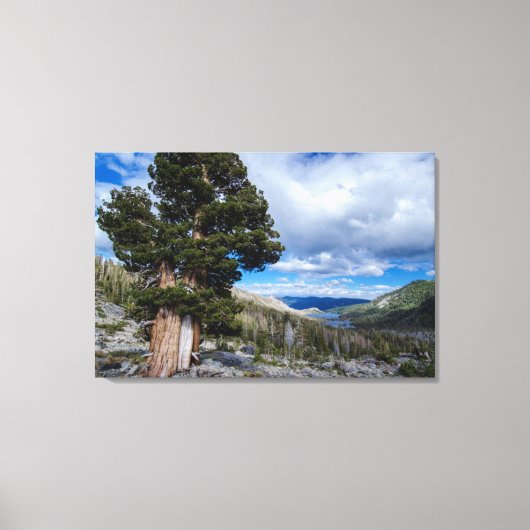 Sierra Juniper en Groene Bomen 2 Canvas Afdruk (Voorkant)