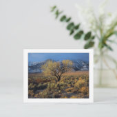 "Sierra Sunlit Tree" Briefkaart (Staand voorkant)