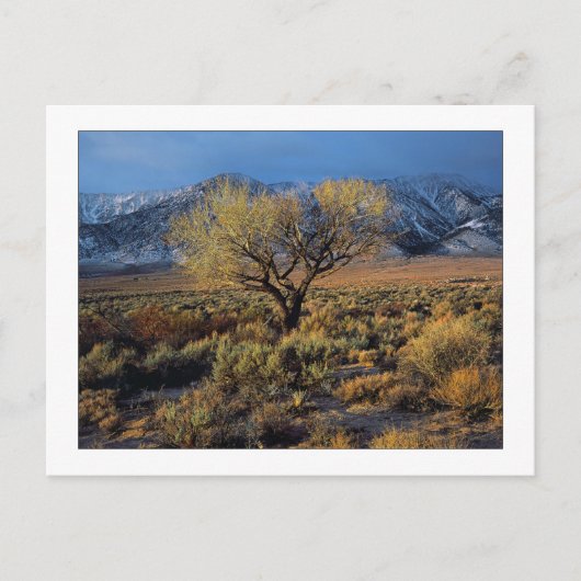 "Sierra Sunlit Tree" Briefkaart (Voorkant)