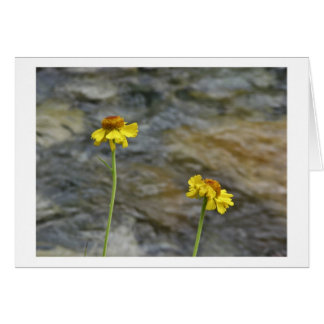 Sierra Wildbloemen door Bossen Creek