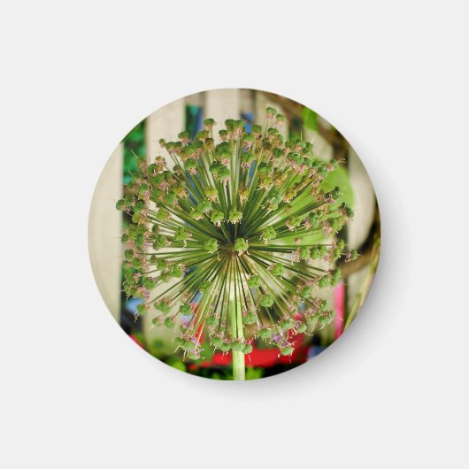 Sieruienmagneet Magneet (Voorkant)