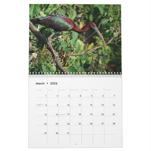 Siesta Key Birds - Calendrier 2022 (Mar 2026)