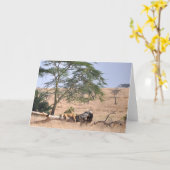 Siesta, Serengeti Kaart (Gele Bloem)