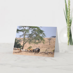 Siesta, Serengeti Kaart