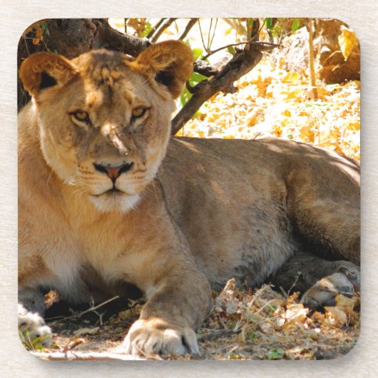 Siesta Time Drankjes Onderzetter (Voorkant)