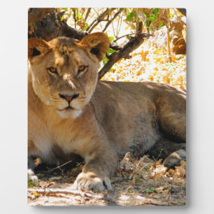 Siesta Time Fotoplaat