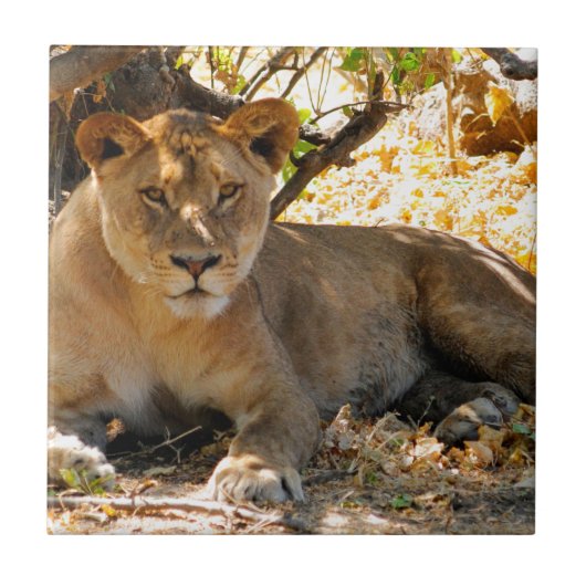 Siesta Time Tegeltje (Voorkant)