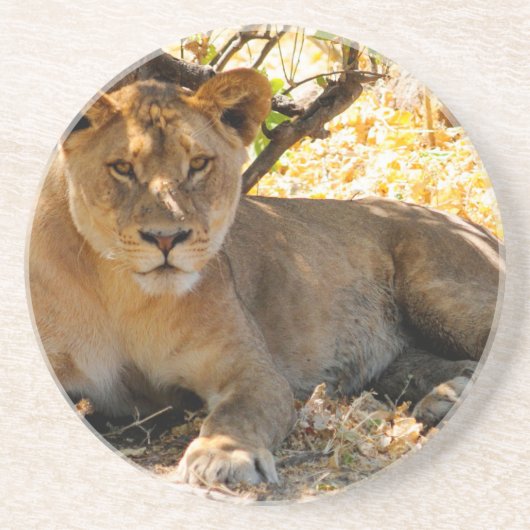 Siesta Time Zandsteen Onderzetter (Voorkant)