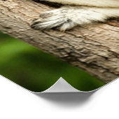 Sifaka Lemur in Madagascar Forest Poster (Hoek)