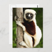 Sifaka Lemur in Madagaskar bos Briefkaart (Voorkant / Achterkant)