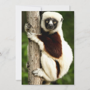 Sifaka Lemur in Madagaskar bos Notitiekaartje