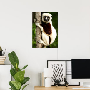 Sifaka Lemur in Madagaskar bos Poster