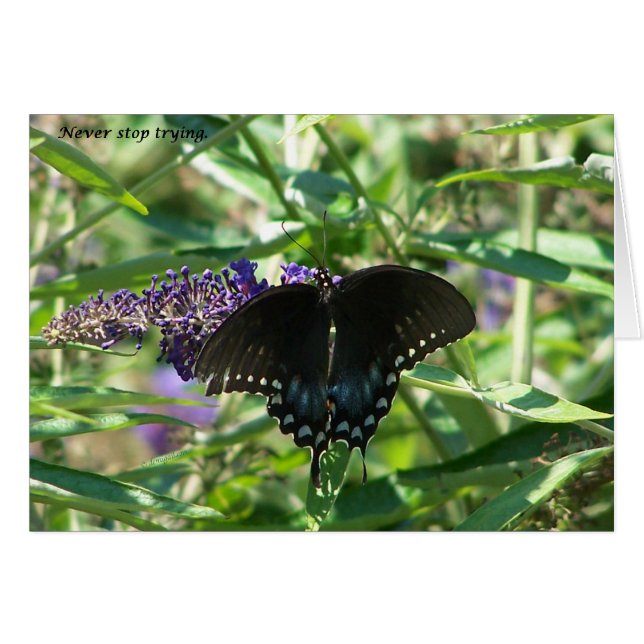 sigh_spicebush_Nooit_stop_1363x (Voorkant Horizontaal)