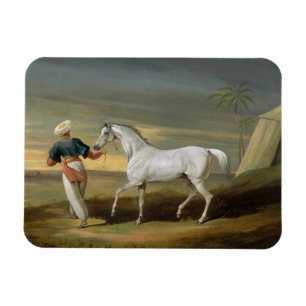 Signaal, een grijze Arabier, met een Groom in de w Magneet