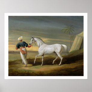 Signaal, een grijze Arabier, met een Groom in de w Poster