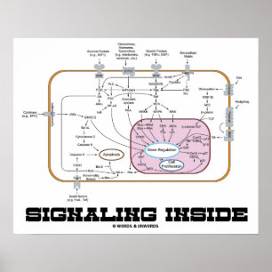 Signalering binnen (signaaltransductieroutes) poster