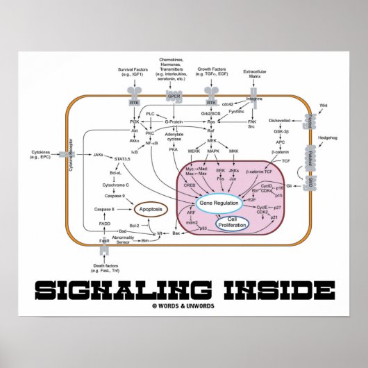 Signalering binnen (signaaltransductieroutes) poster (Voorkant)