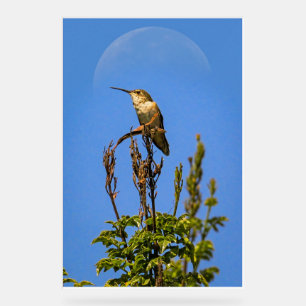 Signe acrylique Colibri d'Anna Art de l'oiseau l