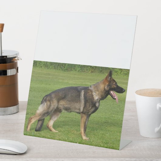 Signe De Table Berger Allemand Sable Complet (In SItu)