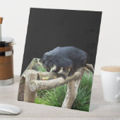 Signe De Table Binturong, (Chat D'Ours) (In SItu)