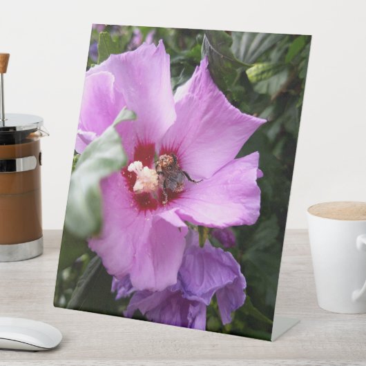 Signe De Table Bumblebebe sur la fleur d'Hibiscus (In SItu)