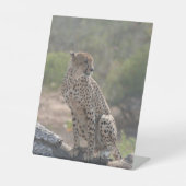 Signe De Table Cheetah (Recto)