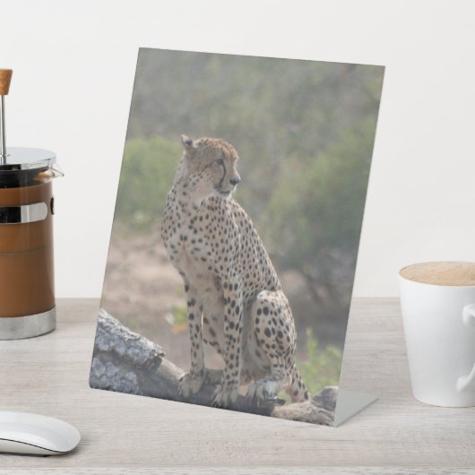 Signe De Table Cheetah (In SItu)