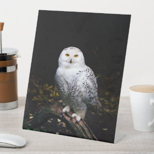 Signe De Table Chouette hivernale majestueuse