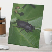 Signe De Table Dorcus parallelipipedus, le moindre dendroctone du (In SItu)