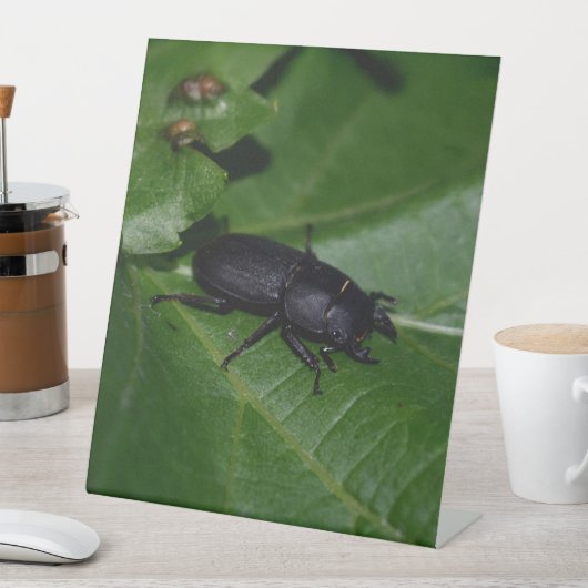 Signe De Table Dorcus parallelipipedus, le moindre dendroctone du (In SItu)