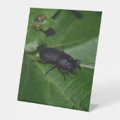 Signe De Table Dorcus parallelipipedus, le moindre dendroctone du (Recto)