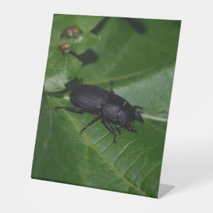 Signe De Table Dorcus parallelipipedus, le moindre dendroctone du