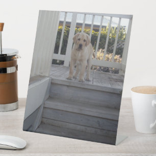 Signe De Table Escaliers Ugg : Labrador Puppy Dit Non Aux Escalie