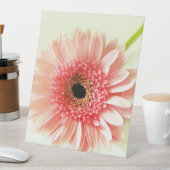Signe De Table Gerbera Daisy (In SItu)