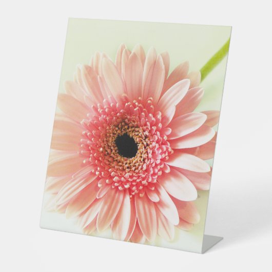 Signe De Table Gerbera Daisy (Recto)