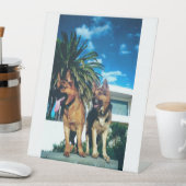 Signe De Table groupe german shepherd (In SItu)