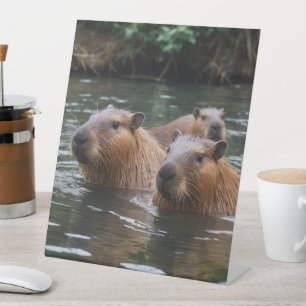 Signe De Table La Nage Des Capybaras Dans La Rivière,