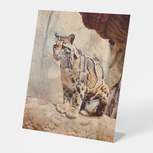 Signe De Table léopard nébuleux image nature faune exotique (Recto)