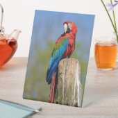 Signe De Table Macao à ailes vertes perché (In SItu)