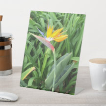 Oiseau de plante paradisiaque (Strelitzia)