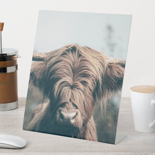 Signe De Table Portrait de vache Highland (In SItu)