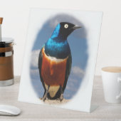 Signe De Table Superbe étoile vue de face (In SItu)