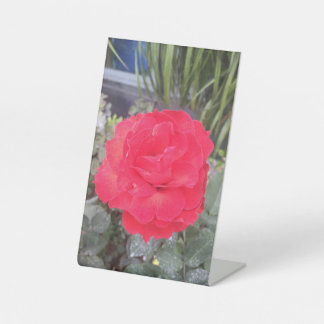 Signe De Table Thiep hoa hong