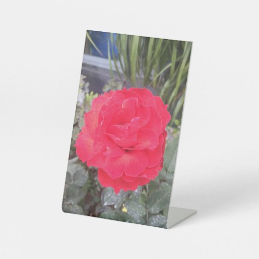 Signe De Table Thiep hoa hong (Recto)