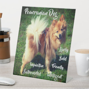 Signe De Table Traits de chien Pomeranian adorable sur socle