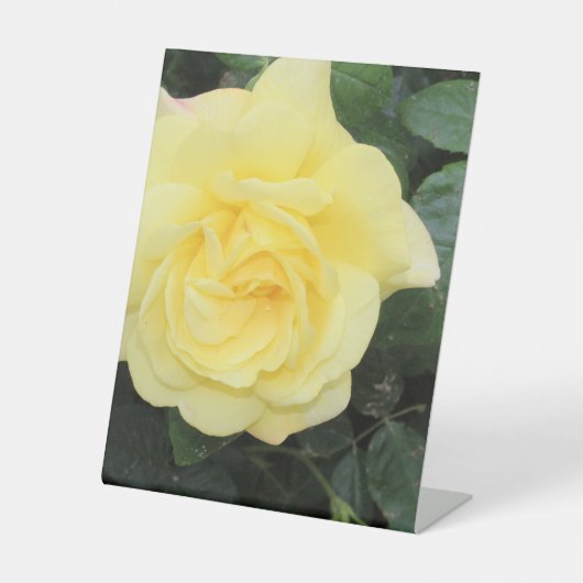 Signe De Table Yello Rose (Recto)