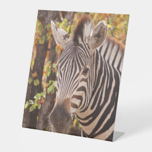 Signe De Table Zèbre dans la forêt de mopani